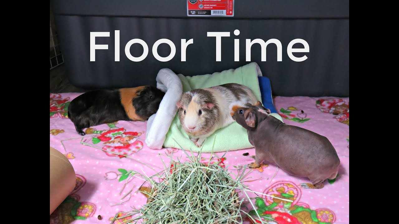 Guinea Pigs Exploring Floor Time YouTube