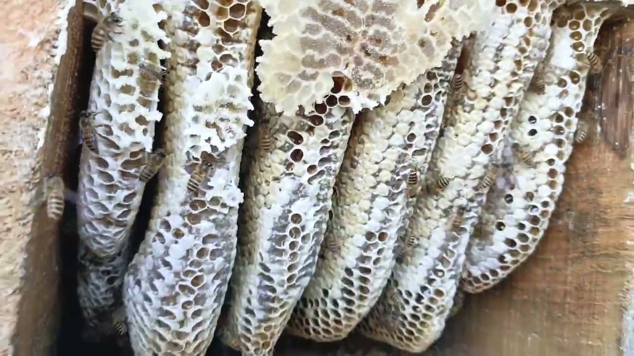 Lot of Honey Harvesting from This Hive . Honey 🐝Bees In Urban Sides.. Apis Cerana beekeeping