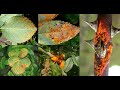 Roses Diseases And Treatments #3 | rose plant problems| Rust on rose | Rose rust treatment