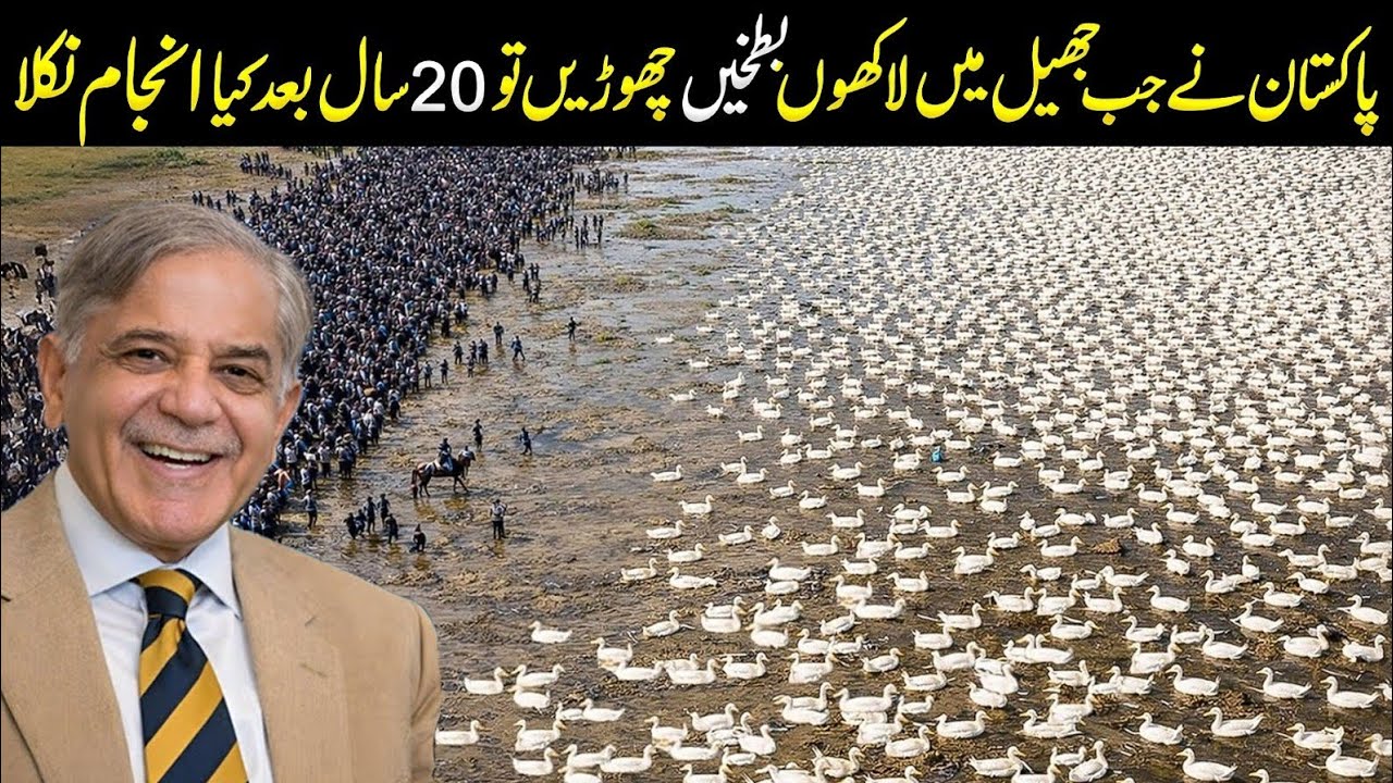 How Duck Farming Changed Pakistan’s Economy After Two Decades