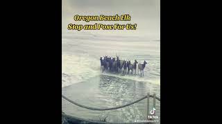Oregon Beach Elk Stop and Pose For Us!