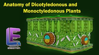 Anatomy of Dicotyledonous and Monoctyledonous | Anatomy of Flowering Plants | Class 11 Biology