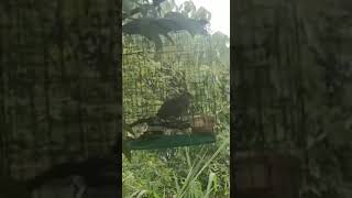 Merbuk suara kasar