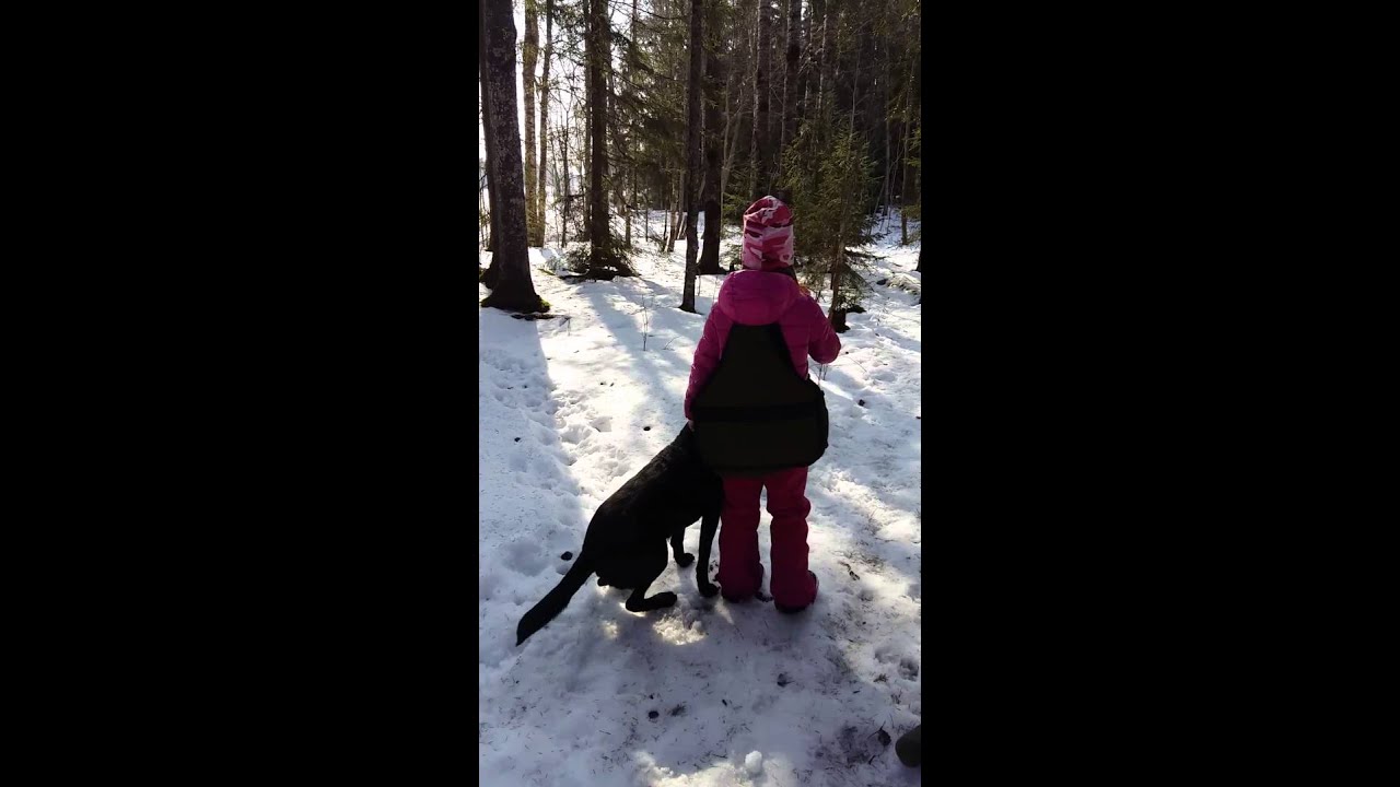 Silja 8 v ohjaa labradorinnoutaja Sipsiä