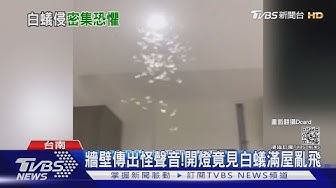 白蟻 Youtube