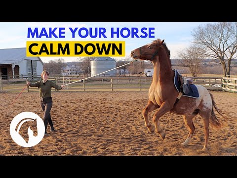 Video: Hur man lugnar en nervös häst