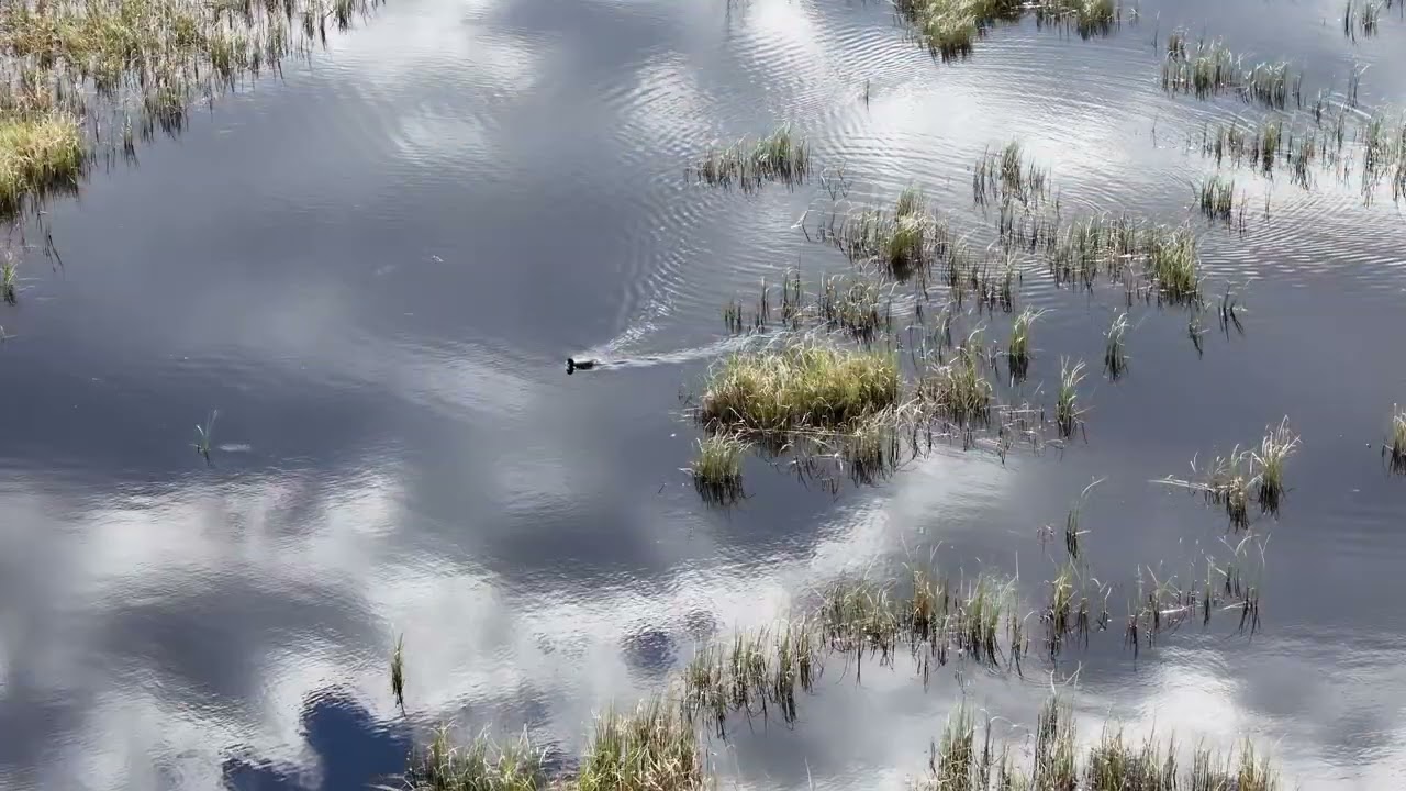 Halsua kosteikko 05.2025