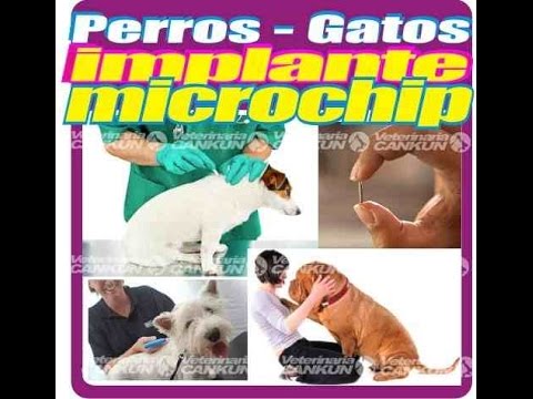 ¿Qué es y cómo funciona el microchip para perros y gatos?