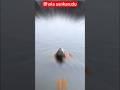 Bhola sankarudu l telugu viral video l prabhas fans l telugu shorts l shortsfeed