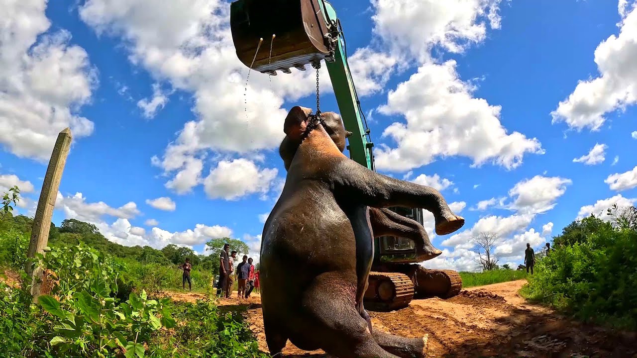 People could not imagine how elephants die like this#elephant #elephanthabitat #wildlife #animals