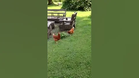 Debbie's Patch of heaven
