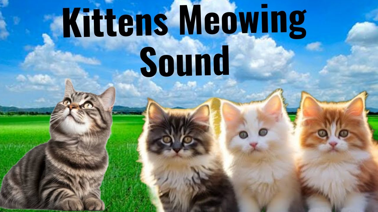 Suara Anak Kucing - Bikin Kucingmu Bingung - Kittens Meowing Sound ...