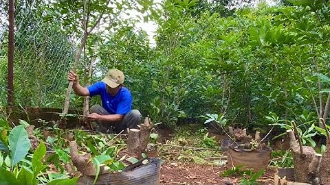 Tập 449/Cắt giật lần 1 cho vườn phôi Lộc vừng