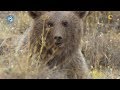 How the trapped bear was saved by FPWC /  Ինչպես իրականացվեց ցանցավանդակում խճճված արջի փրկությունը