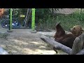Это медведь или колобок. Акробатические упражнения от Мансура 🐻🏅 Медведь Мансур