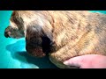 犬の様子が変で急いで病院へ行きました。Dog walks strangely and goes to hospitalラルフ。