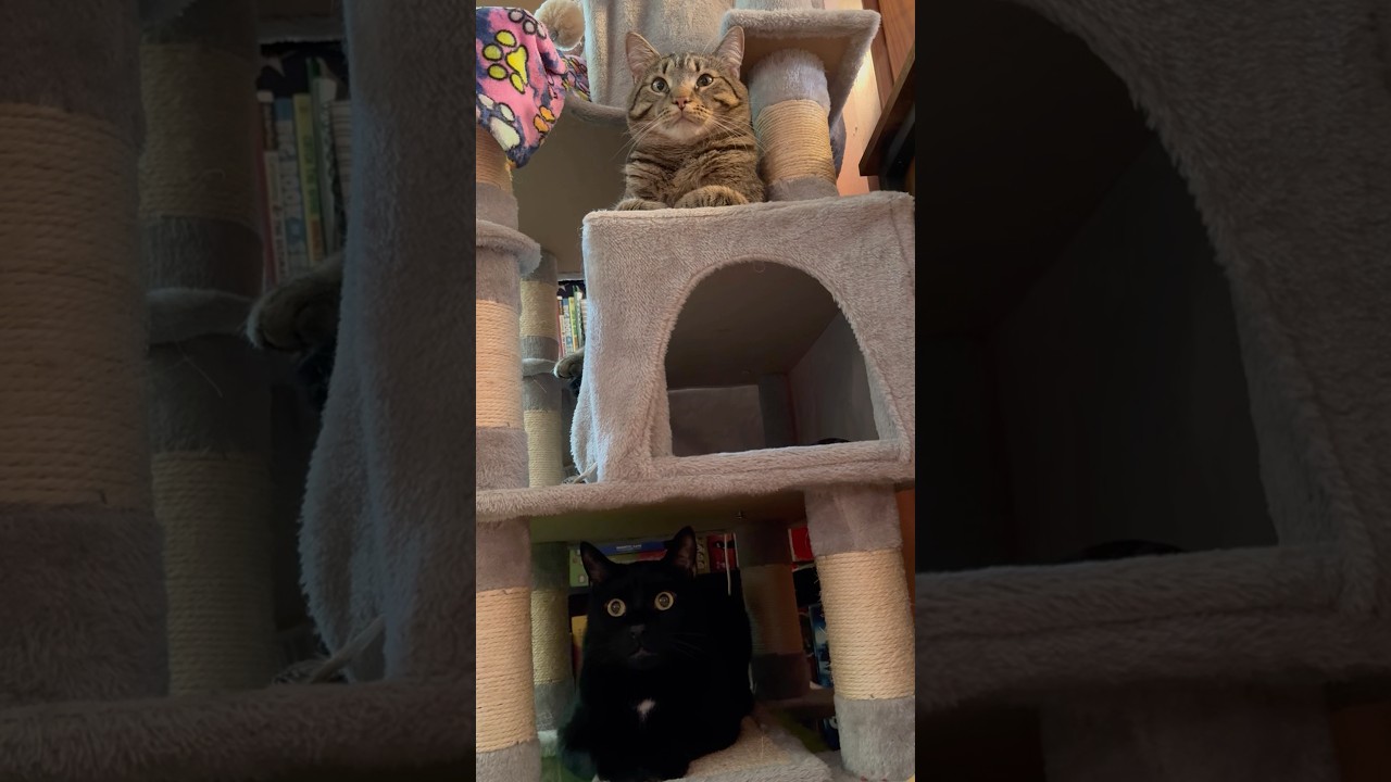 Funny, Adorable & Heartwarming Cat Clips = Super Cute Cat Antics Compilation 😺 