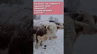 Посмотри это видео, прежде чем строить сарай для скота!