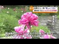 猛暑一転 雨に映えるシャクヤクが見頃 鏡石町・岩瀬牧場