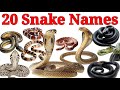 Snake Names for Kids | Learn 20 Types of Snakes in English | Preschool &amp; Toddler Learning Video