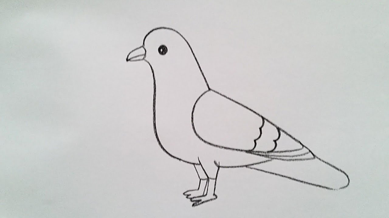 How to Draw a Pigeon - Really Easy Drawing Tutorial