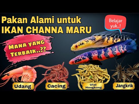 Pakan alami TERBAIK ikan channa maru - rahasia juara kontes channa !!!