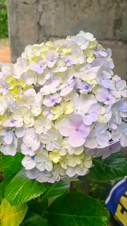 CANTIK GK BUNGANYA 🤭🫡