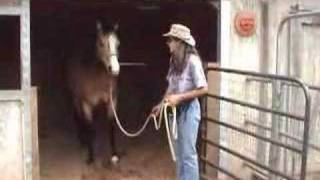 Clicker Training Horses