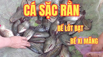 Nuôi Cá Sặc Rằn Thương Phẩm Trong Bể Bạt, Bể Xi Măng | Dễ Làm, Lợi Nhuận Cao!