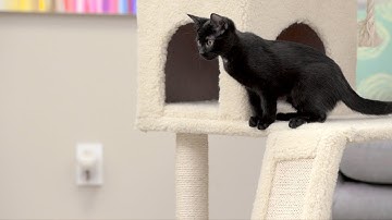 Comfort Zone Calming Cat Products | Chewy