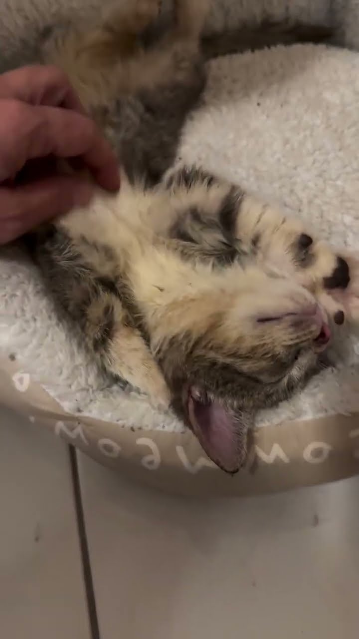 Très drôle le petite chaton
