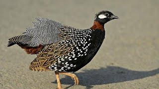 black francolin voice kaly tetar ki awaz kala tetar masti krty hoay #sub  #birding #kalatetarkiavaz by Birds_lover85 103 views 1 year ago 1 minute, 28 seconds