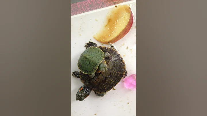 Turtle by Catarina Barros