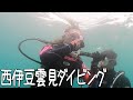 西伊豆にいざダイビングへ！イケメンダイバーとホバーリング実践！【ダイビング】【diving】