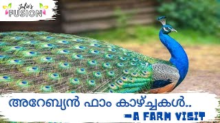 A Farm Visit/ Julie's Fusion