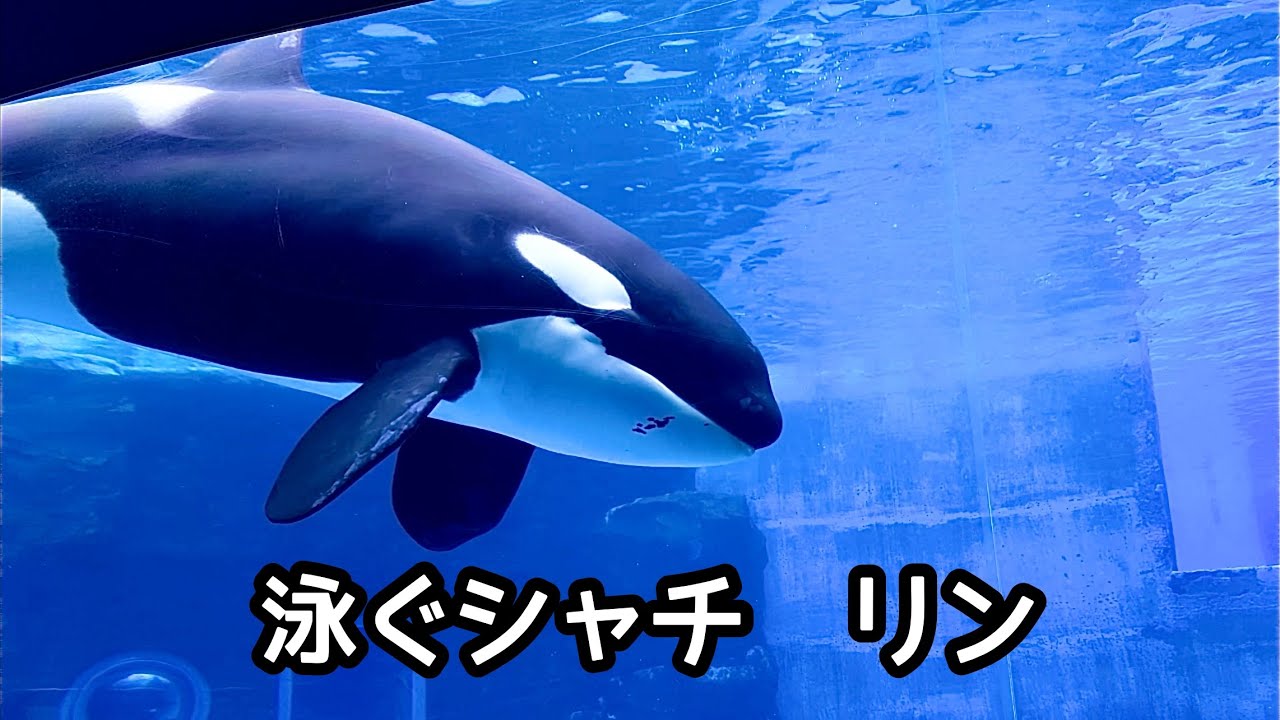 シャチ リンちゃん 奥からきて奥へと戻ります【名古屋港水族館】Killer