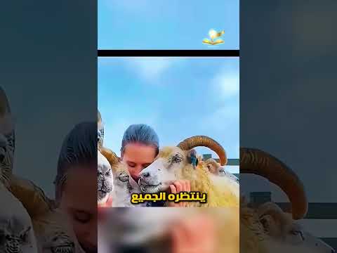 تقليد آيسلندي مذهل هكذا تجمع القرى ملايين الأغنام في يوم واحد