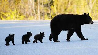 Cute Moments of Baby Bears and Their Mom in the Wild!
