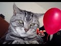 ŚMIESZNE KOTY vs BALONY❕❗️ 🐱🎈