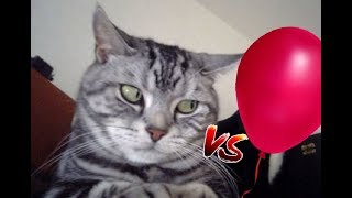 ŚMIESZNE KOTY vs BALONY❕❗️ 🐱🎈