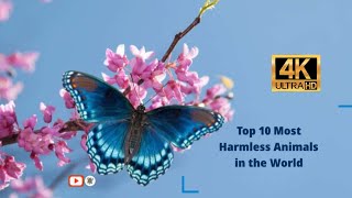 Top 10 Most Harmless Animals in the World 4K