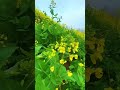 الطبلاوي ان الله يامر بالعدل والإحسان الطبلاوي ان الله يامر بالعدل والإحسان