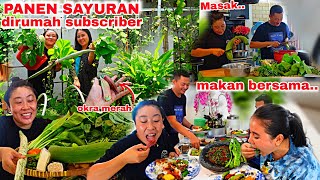 PANEN SAYURAN DIRUMAH SUBSCRIBER , MASAK DAN MAKAN