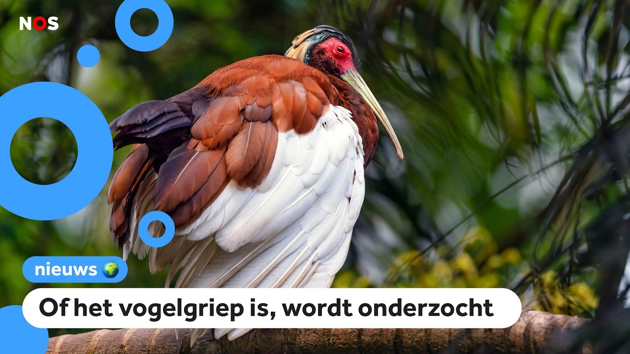 Drie vogels dood in dierentuin, vogelverblijf gaat dicht