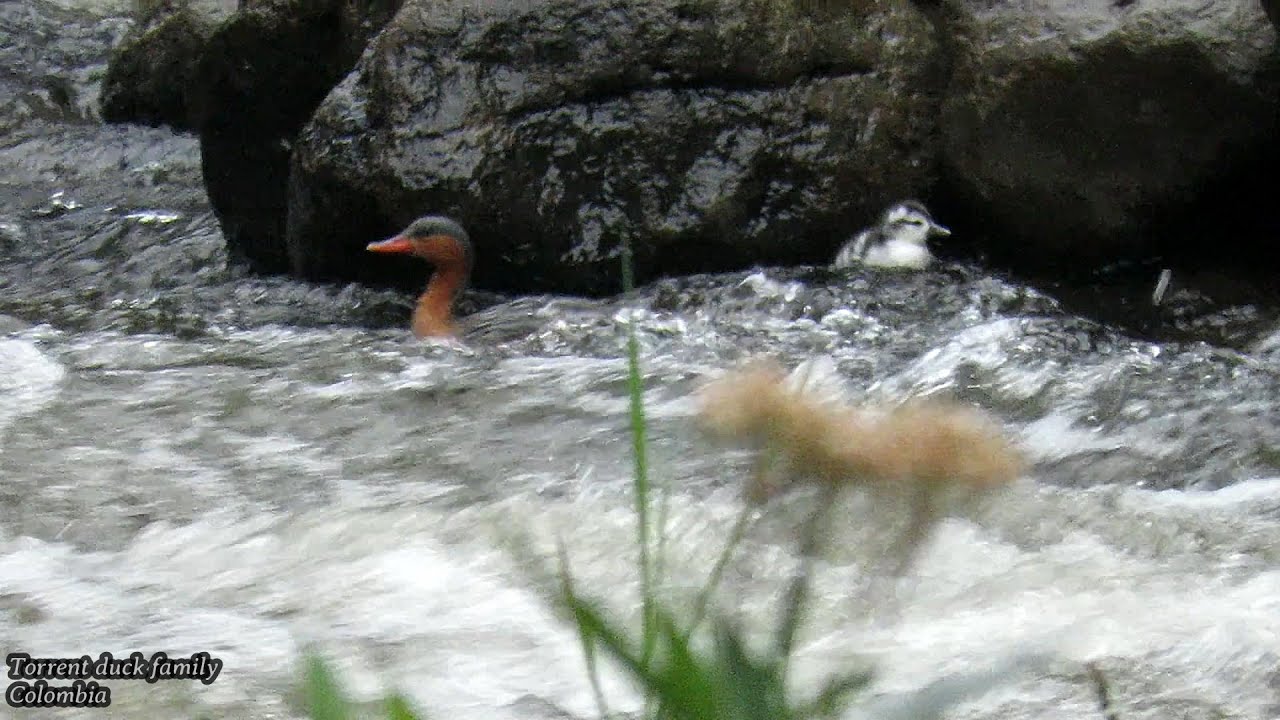 Torrent Ducks with Tiny Chick