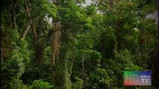 Tum Hi Hoo Aashiqui2 versi Aceh