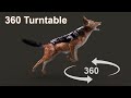 Black backed jackal jump 360 turntable | 3D animation | Maya Arnold | CG Creature artist #stynsour