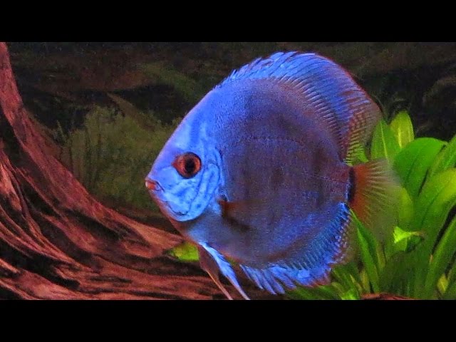 tilskadekomne Becks bestå TURQUOISE BLUE DISCUS* (Feedings) Akvastabil Effectline tank - Diskus fisk  i akvariet - YouTube