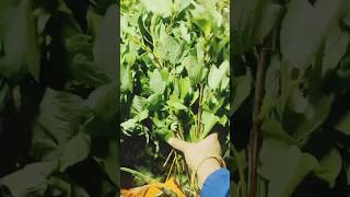 🌶️ Local Market Vegetable Haul | Daily Life Vlog🍅🥦 @ M family_stories
