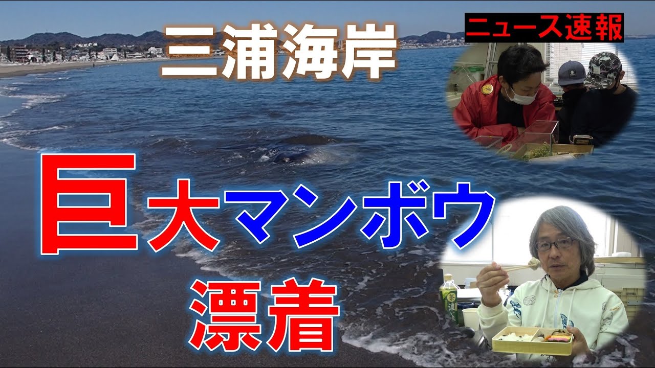三浦海岸に巨大マンボウが漂着した！